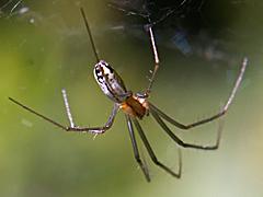 Sierra Dome Spider